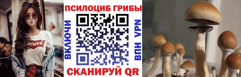 Псилоцибиновые грибы Psilocybe  Суджа 